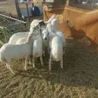 بهم. وطليان رفيدي شحم وضان