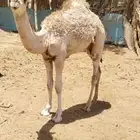 بكره عمرها تقريبا 6 شهور