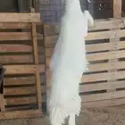 طلي حري ذبيحه .تم البيع