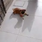 كلب شيتزو مهجن مع بومارينيان