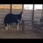 (تم البيع)مشروع فحل نجدي معرف