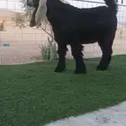 للبيع مشروع فحل عارضي صنف