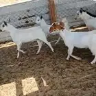 تيوس وجفار. شحم ومقنى