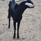 تيس فل الفل