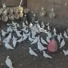 للبيع كوم حمام ريش