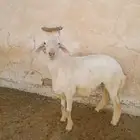 خروف جذع للبيع