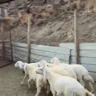 سبت العلاية البشائر