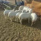 بهم تربية وطليان رفيدي. رخل سوداء سواكن