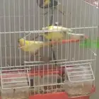 عصافير كناري