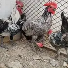 للبيع 10 ديوك بلدي