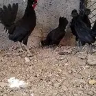 للبيع 3 فرخات وذيك