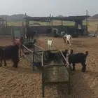 فحول معزا شرط. وجفار مقنا