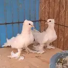 صنعاني سلكي