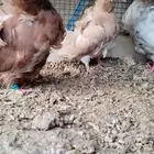 للبيع جوز كشكي منتج تحته فرخ