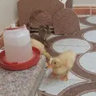 بط اربع حبات