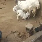 ضان