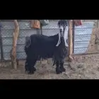 فحل عارضي طيب منتج