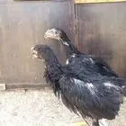 فروخ شامو ألماني هزاز