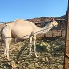 الوجه