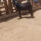تيس عارضي فل شحم