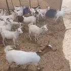 جفار بيشيات للبيع