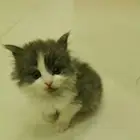 قط شيرازي صغير