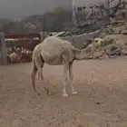 قعدان للبيع