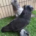 للبيع بخارى