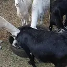 7 معزا   3 ضأن
