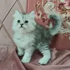 قط شيرازي للبيع