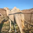 جمل حر