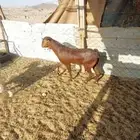 فحول . وجفار مقاني او ذبح