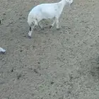 خروف حري فاخر