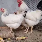 للبيع ذيك وثلاث دجاجات فرنسي