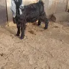 تيس عارضي فل شحم