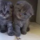 قطط