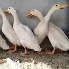 للبيع 5 حبات بط