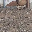 دجاجه بلدي ترثه اصل تم البييع