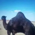 جمل املح للبيع