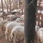 خرفان للبيع