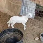 خروف للبيع