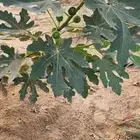 عقل تين براون