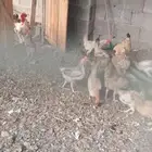 للبيع دجاج بلدي ورومي