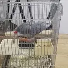 للبيع بغبغاء كاسكو أليف ومتكلم