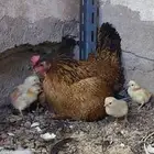 دجاجه ترثه بفروخ تم البيييع