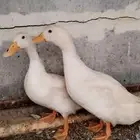 للبيع جوز بط