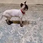 قطة هملايا للتبني