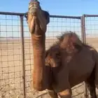 ابكار للبيع