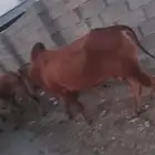 عسير ابها المجارده
