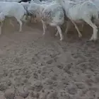 ضان دفيع وضريع وخلفات ورخال ثنايا